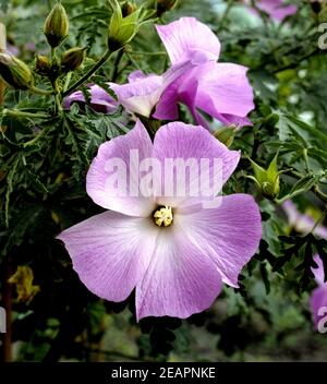 Blauer Hibiskus Banque D'Images