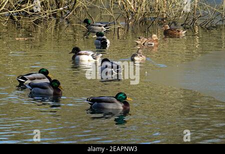 Des canards colverts dans l'étang de la réserve naturelle de New Mills, Derbyshire Banque D'Images