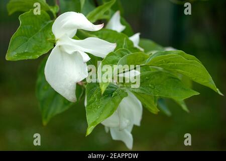 Blumenhartriegel, tourbillons, Blanc, me demande, Banque D'Images