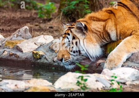 Un beau tigre est l'eau potable d'un lac. Banque D'Images