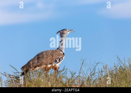 Kori Bustard Kalahari Afrique du Sud Banque D'Images