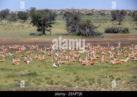 Troupeau de Springbok à kalahari, Afrique du Sud faune Banque D'Images