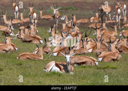 Troupeau de Springbok à kalahari, Afrique du Sud faune Banque D'Images