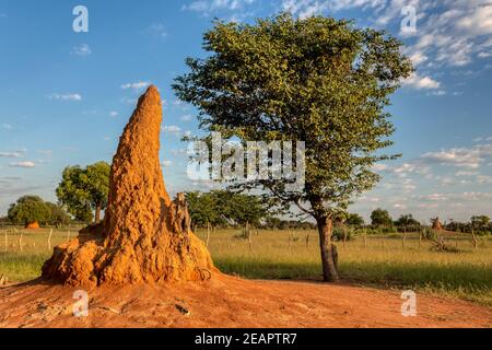 Paysage africain, Namibie, Afrique sauvage Banque D'Images