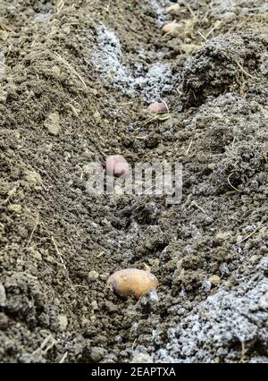 La plantation des pommes de terre dans le jardin Banque D'Images