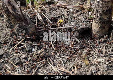 Fourmis ordinaires sur une fourmilière Banque D'Images