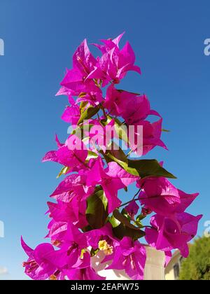 Bougainvilliers, glabra, spectabilis, bougainvilliers, Drillingsblume Banque D'Images