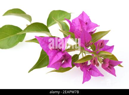 Bougainvilliers, glabra, spectabilis, bougainvilliers, Drillingsblume Banque D'Images