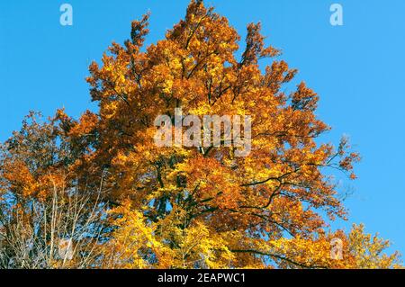 Buchenwald, Herbst, Herbstblaetter Banque D'Images