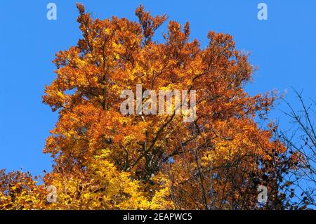 Buchenwald, Herbst, Herbstblaetter Banque D'Images