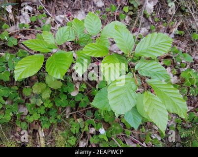 Buchensproessling, Buche Rotbuche Fagus, sylvatica Banque D'Images