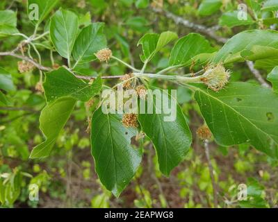 Buchensproessling, Buche Rotbuche Fagus, sylvatica Banque D'Images