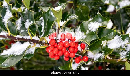 HOUX AUX BAIES ROUGES ILEX AQUAFOLIUM ET FEUILLES D'EVERGREEN HIVER AVEC NEIGE Banque D'Images