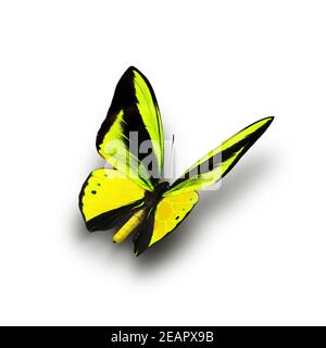 Magnifique papillon multicolore volant sur fond blanc Banque D'Images