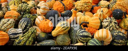 Plusieurs citrouilles différentes et multicolores qui se trouvent dans le foin Banque D'Images