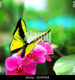 Magnifique papillon multicolore volant sur un fond vert Banque D'Images