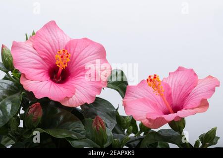 Fleur d'hibiscus rose isolé sur fond blanc Banque D'Images