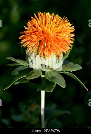 Faerberdistel, Carthamus tinctorius,, Faerber, Saflor Banque D'Images