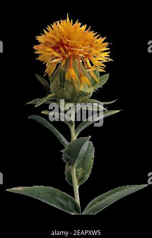 Faerberdistel ; Carthamus tinctorius, ; Banque D'Images