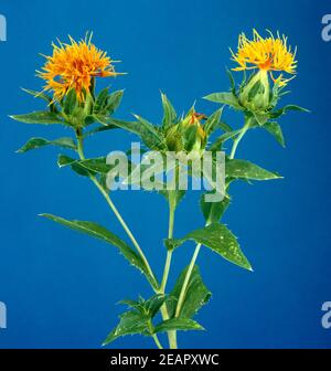 Faerberdistel Carthamus tinctorius Banque D'Images