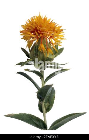 Faerberdistel ; Carthamus tinctorius, ; Banque D'Images