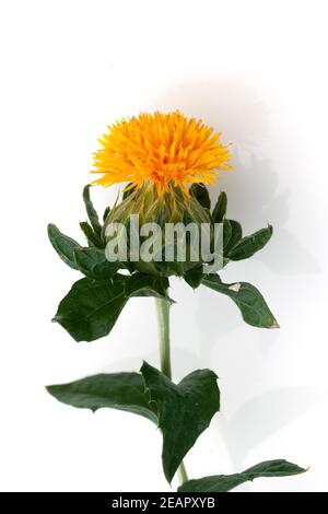 Faerberdistel, Carthamus tinctorius Banque D'Images