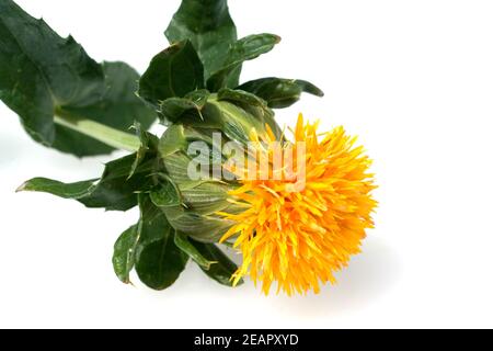 Faerberdistel, Carthamus tinctorius Banque D'Images