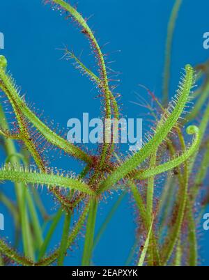 Langblaettriger Sonnentau ; Drosera anglica Banque D'Images