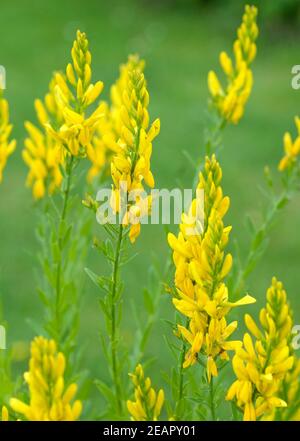 Faerberginster, Genista tinctoria Banque D'Images