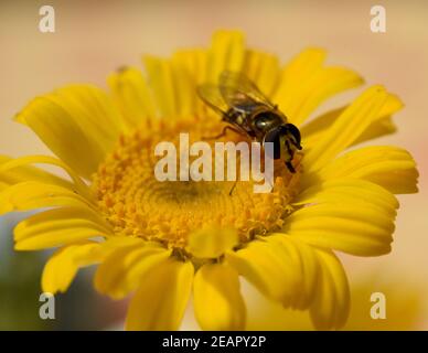 Faerberkamille, Anthemis tinctoria, Faerber-Hundskamille Banque D'Images