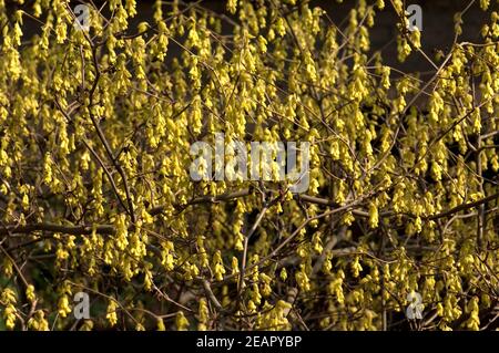 Chinesische Scheinhasel, Corylopsis spicata, S. Banque D'Images