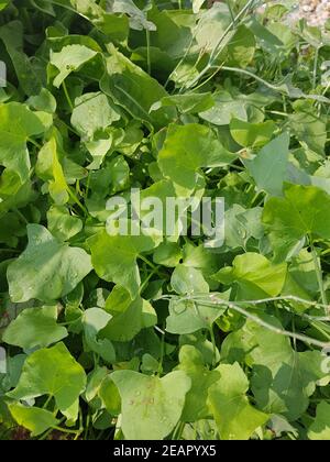 Schildampfer, Rumex scutatus, Kraeuter, Heilpflanze Banque D'Images