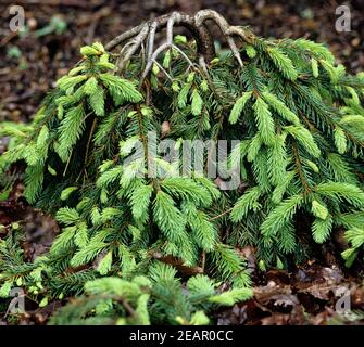 Haengefichte, Fichte Picea abies pendula major Banque D'Images