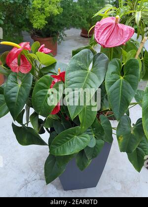 Flamingoblume, Anthurie, Anthurium Banque D'Images