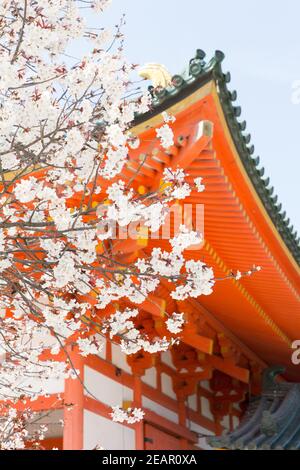 Kyoto Japon cerisiers en fleurs, ou Sakura au sanctuaire Heian Jingu Banque D'Images