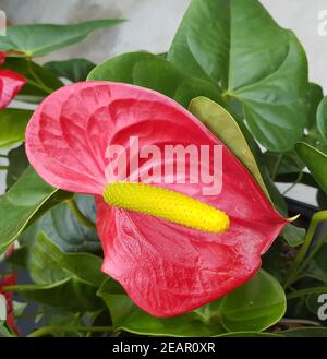 Flamingoblume, Anthurie, Anthurium Banque D'Images