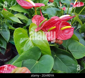 Flamingoblume, Anthurie, Anthurium Banque D'Images