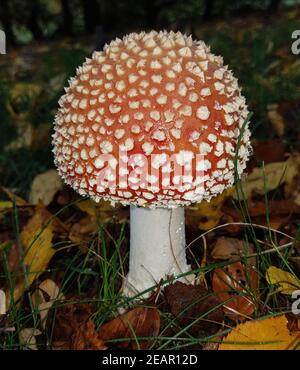 Fliegenpilz, Amanita, muscaria Banque D'Images