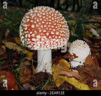 Fliegenpilz, Amanita, muscaria Banque D'Images