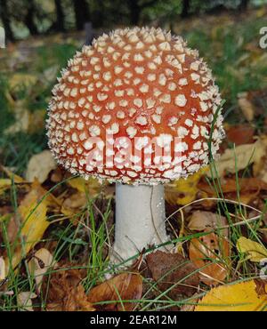 Fliegenpilz, Amanita, muscaria Banque D'Images