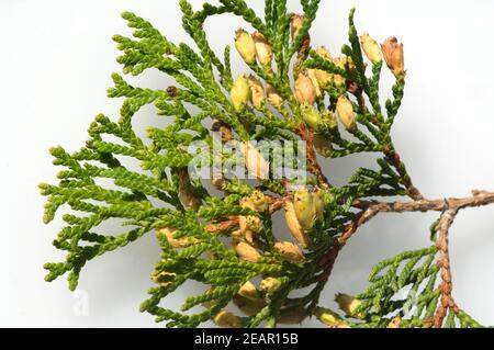 Lebensbaum, Fruechte, Smaragd Banque D'Images
