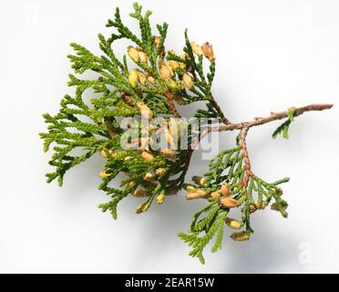 Lebensbaum, Fruechte, Smaragd Banque D'Images