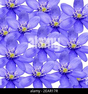 Leberbluemchen, Hepatica nobilis Banque D'Images