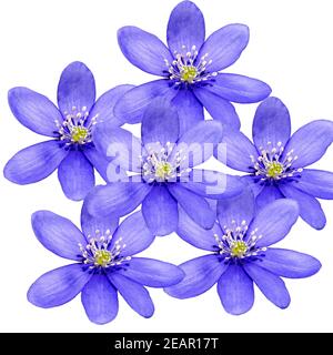 Leberbluemchen, Hepatica nobilis Banque D'Images