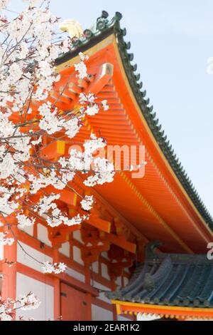 Kyoto Japon cerisiers en fleurs, ou Sakura au sanctuaire Heian Jingu Banque D'Images