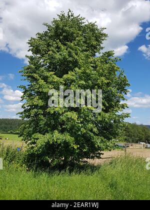 Lindenbaum, Tilia, platyphyllos, Linde Banque D'Images