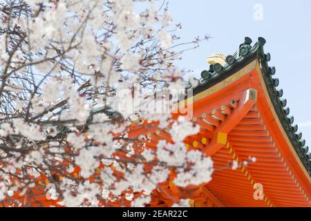 Kyoto Japon cerisiers en fleurs, ou Sakura au sanctuaire Heian Jingu Banque D'Images