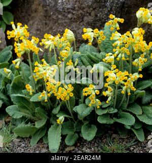 Schluesselblume Primula veris Banque D'Images