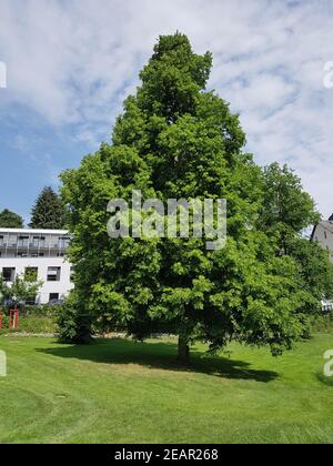 Lindenbaum, Tilia, platyphyllos, Linde Banque D'Images