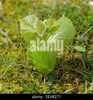 Lindenbaum Tilia, platyphyllos Sproessling Banque D'Images